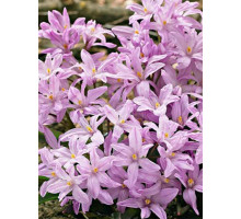 Хіонодокса Rosy Queen 4/5