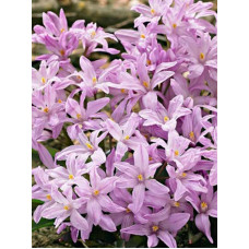 Хіонодокса Rosy Queen 4/5