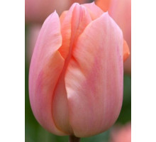 Тюльпан Тріумф Apricot Beauty