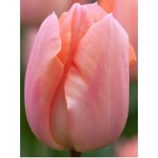 Тюльпан Тріумф Apricot Beauty