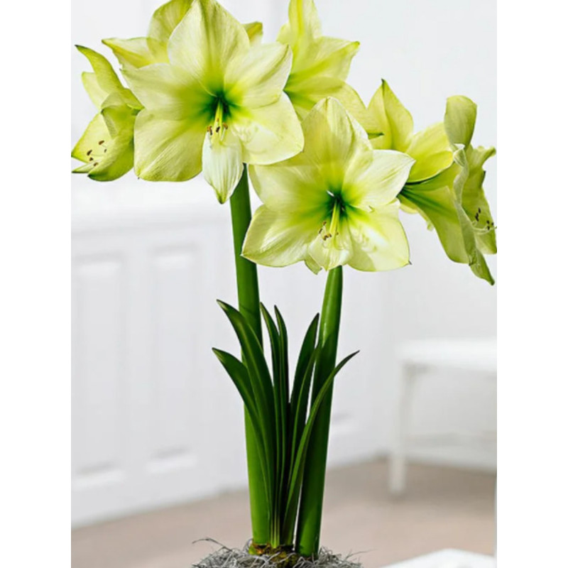 Гіпеаструм (Амариліс) Lemon Lime (Лемон Лайм) 26/28 (1 шт)