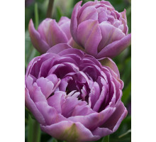 Тюльпан махровий-багатоквітковий Lilac Perfection 10/11