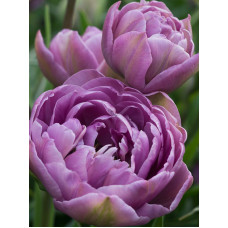 Тюльпан махровий-багатоквітковий Lilac Perfection 10/11