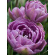 Тюльпан махровий-багатоквітковий Lilac Perfection 10/11