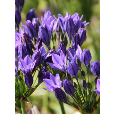 Трітелея Twilight 5+