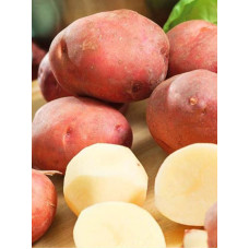 Насіннєва картопля Ред Леді 1 репродукція середньостигла 1 кг