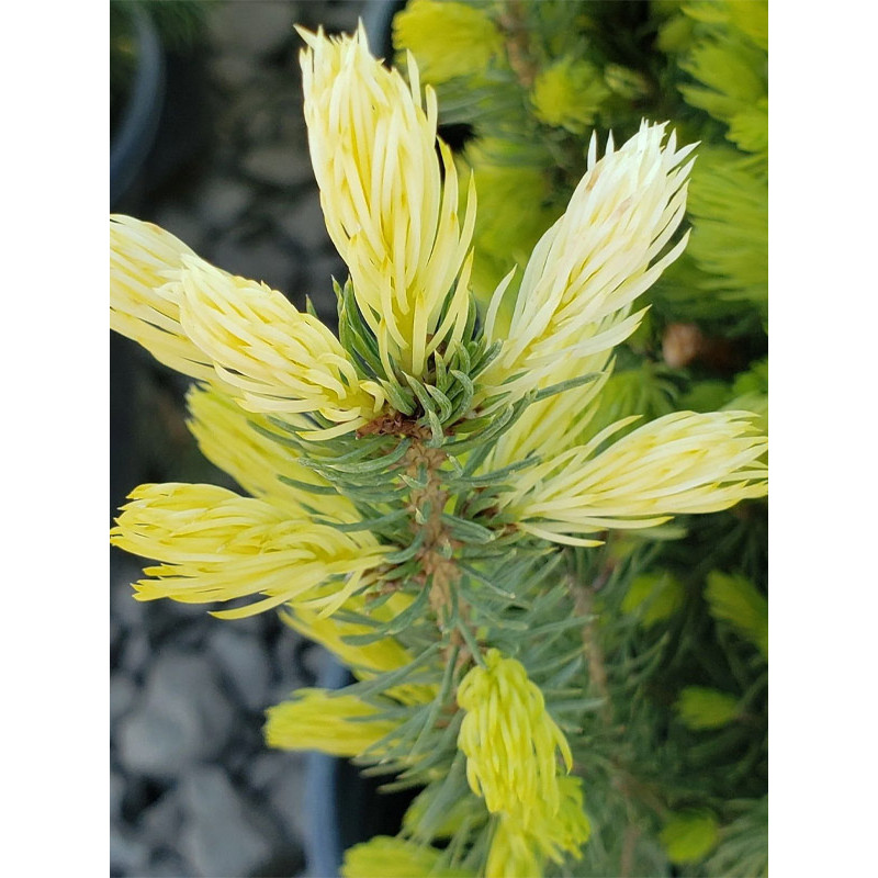 Ялина канадська Дейзі Уайт (Daisy's White) С2 (30-35 см)