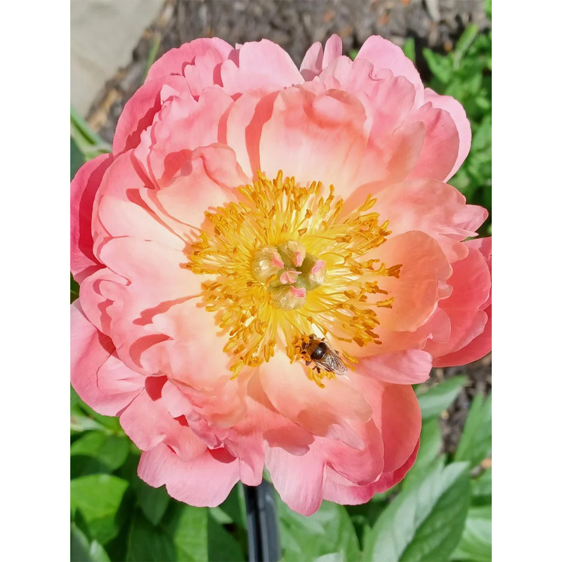 Півонія трав'яниста Pink Hawai Coral (Пінк Гаваї Корал) 2/3 (1 шт)