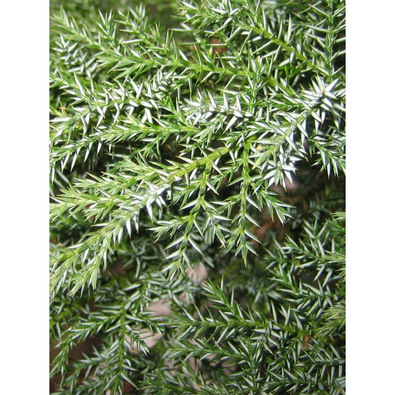 Можжевельник казацкий Тамарисцифолия (Tamariscifolia) С3
