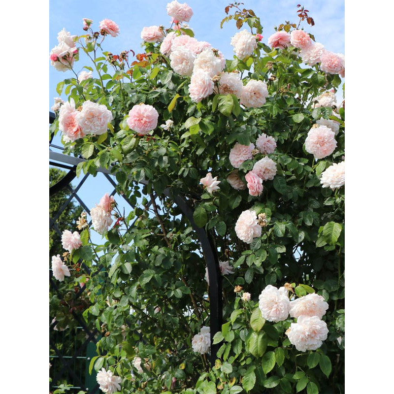 Троянда плетиста Роз Де Толбіак (Rose de Tolbiac)