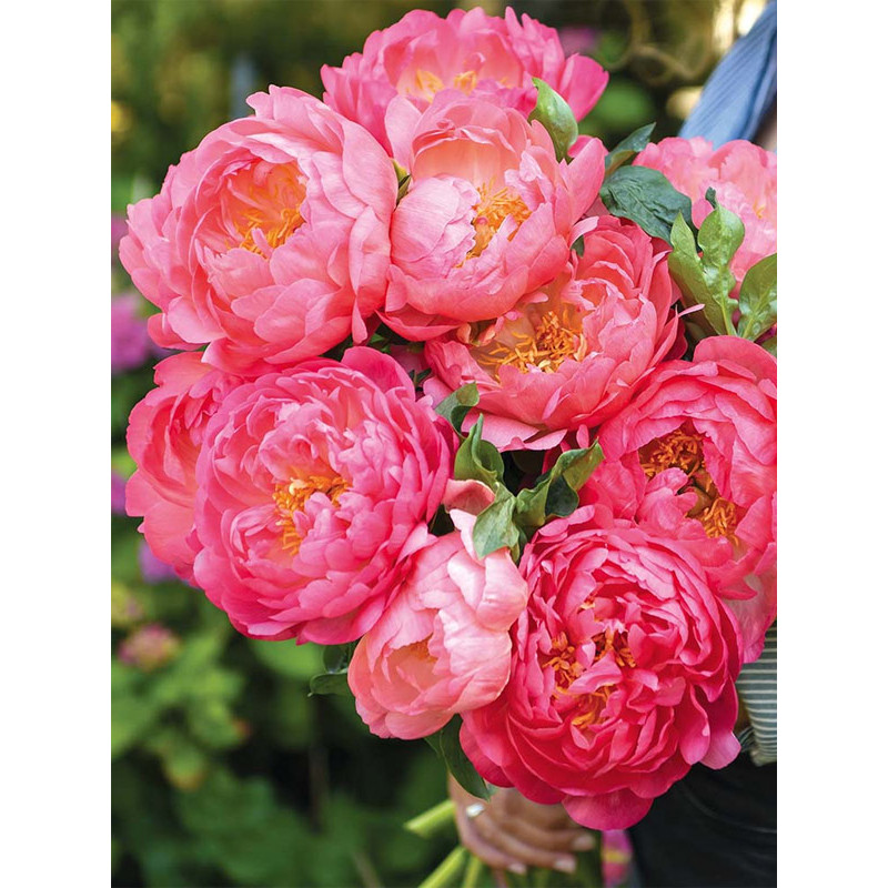 Півонія трав'яниста Pink Hawai Coral (Пінк Гаваї Корал) 2/3 (1 шт)