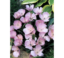 Калохортус Uniflorus Cupido 4+