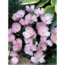 Калохортус Uniflorus Cupido 4+