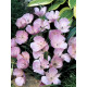 Калохортус Uniflorus Cupido 4+