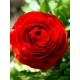 Лютик (ранунукулюс) Red 6/7