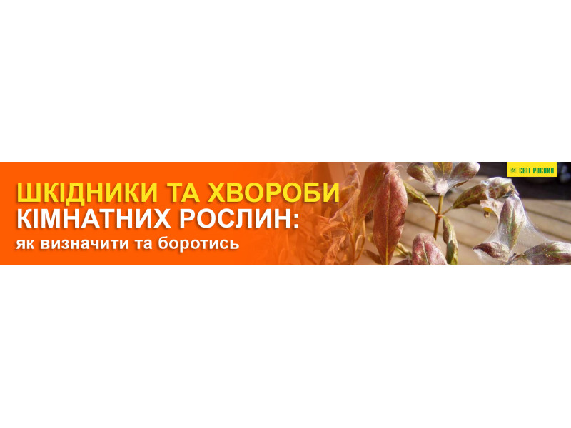 Шкідники та хвороби кімнатних рослин