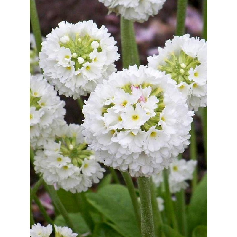 Примула Denticulata alba