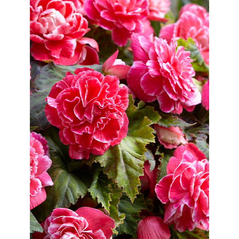 Бегонія Camelia 5/6