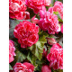 Бегонія Camelia 5/6