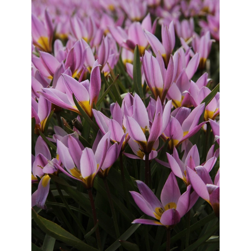 Тюльпан ботанический Pulchella Humilis 5/6