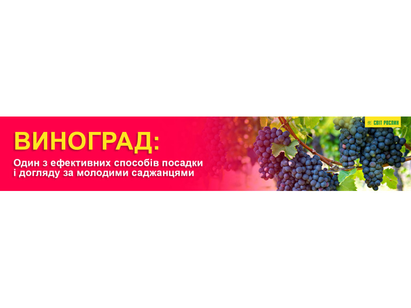 Виноград. Один з ефективних способів посадки і догляду за молодими саджанцями