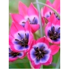 Тюльпан Pulchella Pink Charm ботанічний