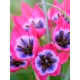 Тюльпан Pulchella Pink Charm ботанічний