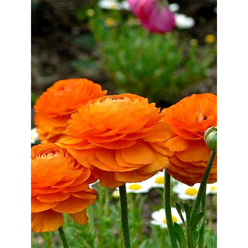 Лютик Orange 5/6