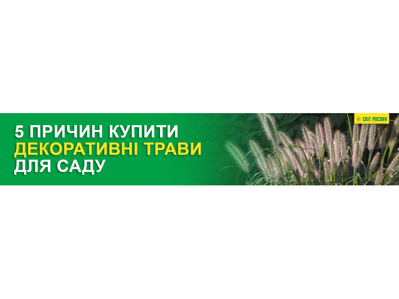 П’ять причин купити декоративні трави для саду