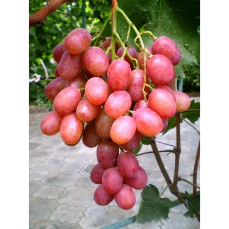 Виноград Анюта среднеранний