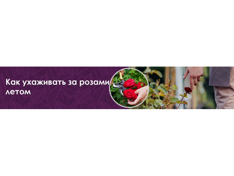 Як доглядати за трояндами влітку