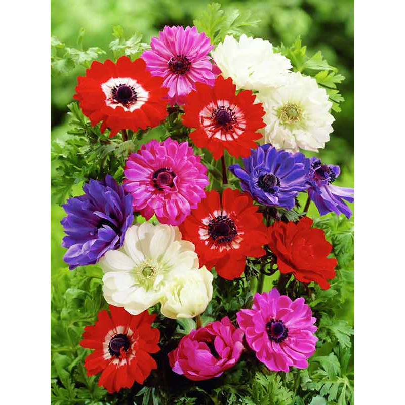 Анемона махрова суміш 5+