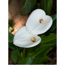 Кала Aethiopica 12/14 (1 шт)
