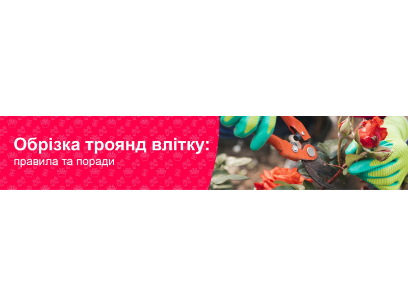 Обрізка троянд влітку: правила та поради