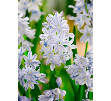 Пушкінія Scilloides 6+, шт.