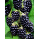 Ежевика Оуачита (Ouachita, Уошито) 3 л