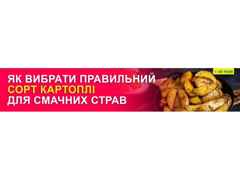 Як вибрати правильний сорт картоплі для смачних страв