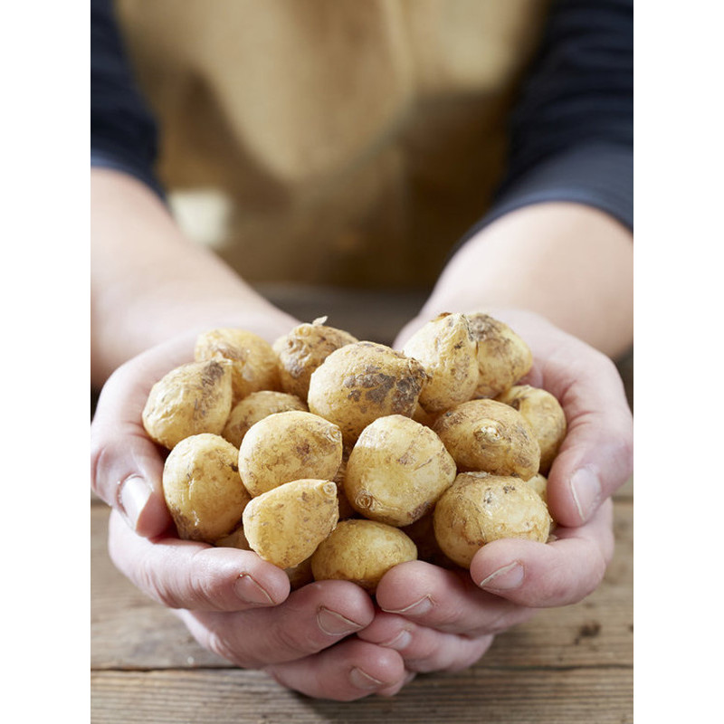 Гіацінтоідес синій Blue