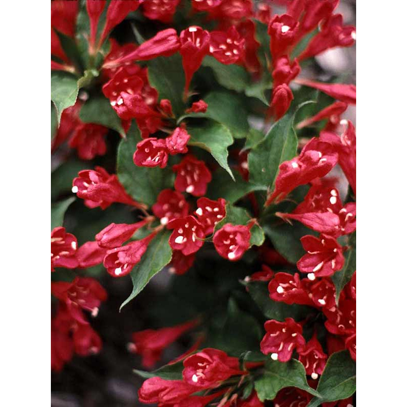 Вейгела гібридна Newport Red С3