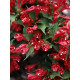 Вейгела гібридна Newport Red С3