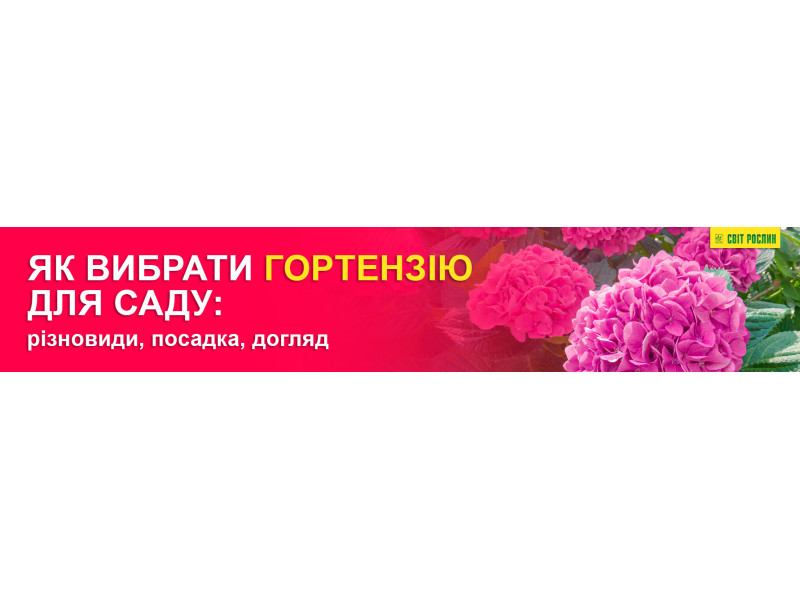 Як вибрати гортензію для саду: різновиди, посадка, догляд