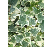 Плющ Variegata С1 10-15 см