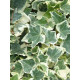 Плющ Variegata С1 10-15 см