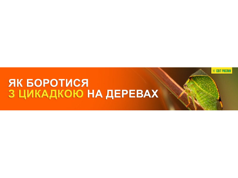 Як боротися з цикадкою на деревах