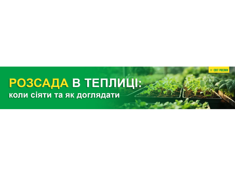 Розсада в теплиці: коли сіяти та як доглядати