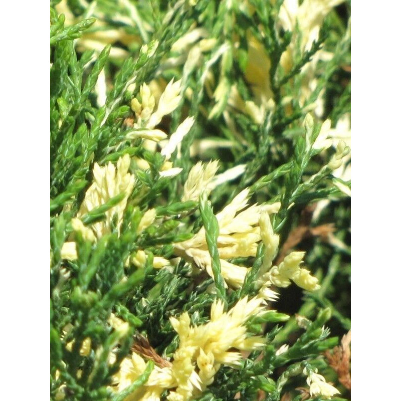 Можжевельник горизонтальный Вариегата (Variegata) С3