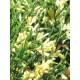 Можжевельник горизонтальный Вариегата (Variegata) С3