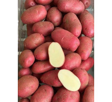 Насіннєва картопля Торнадо 1 репродукція рання 2,5 кг