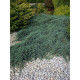 Ялівець лускатий Blue Carpet (СЗ)