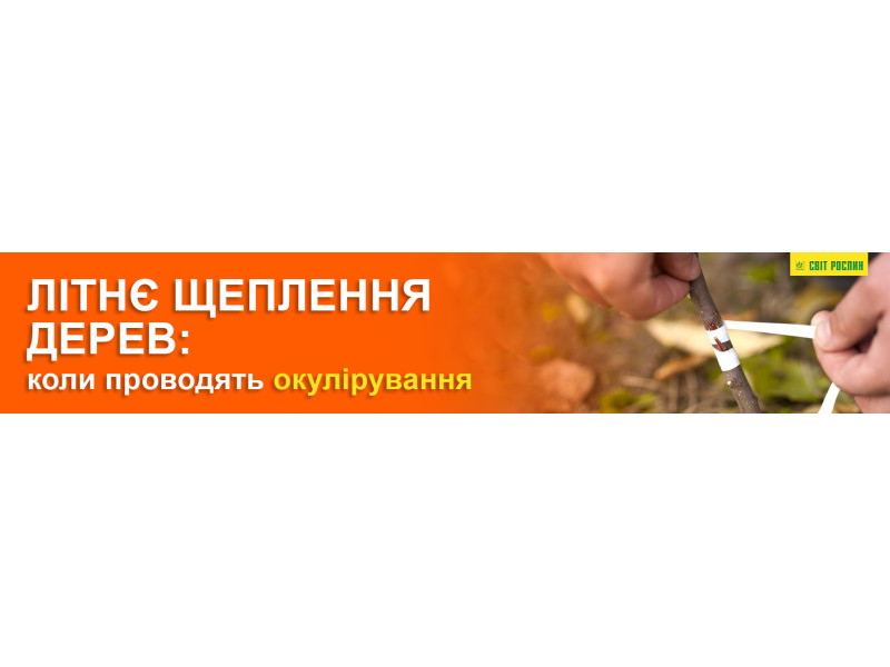 Літнє щеплення дерев: як і коли проводять окулірування